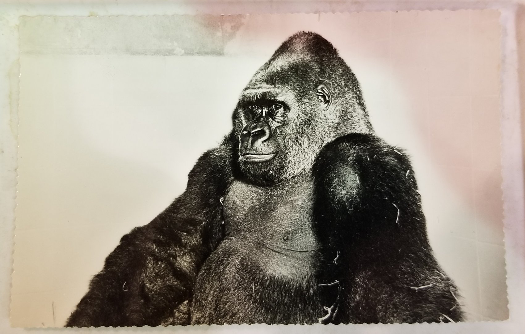 "Guy" (Western lowland gorilla)