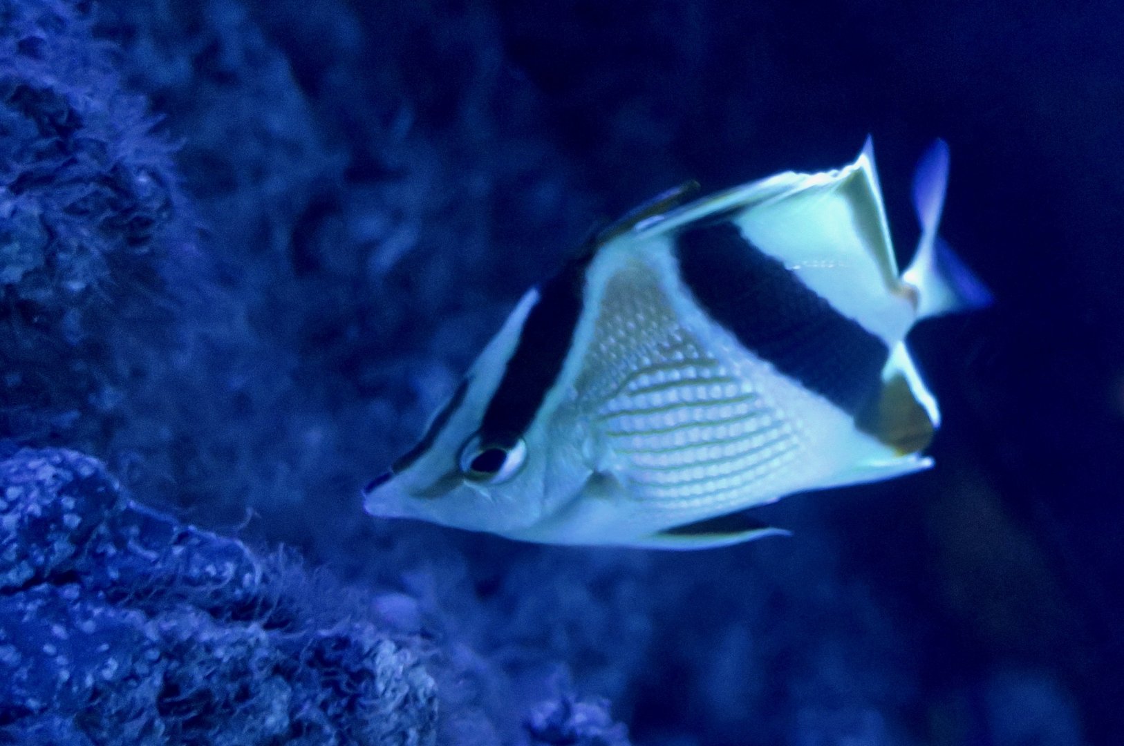 Guyana Butterflyfish (Prognathodes guyanensis)