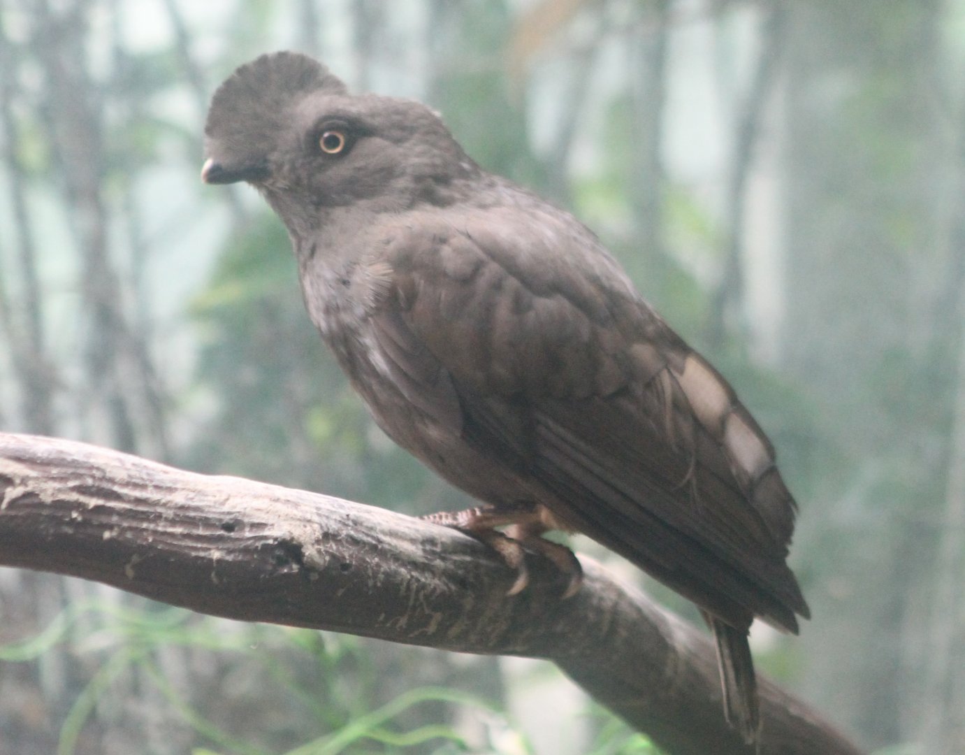 Guyana cock-of-the-rock - female
