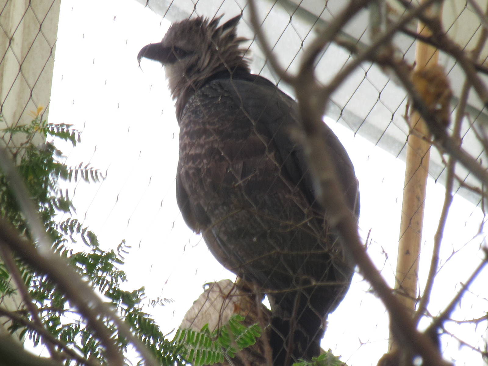 Guyana Crested Eagle