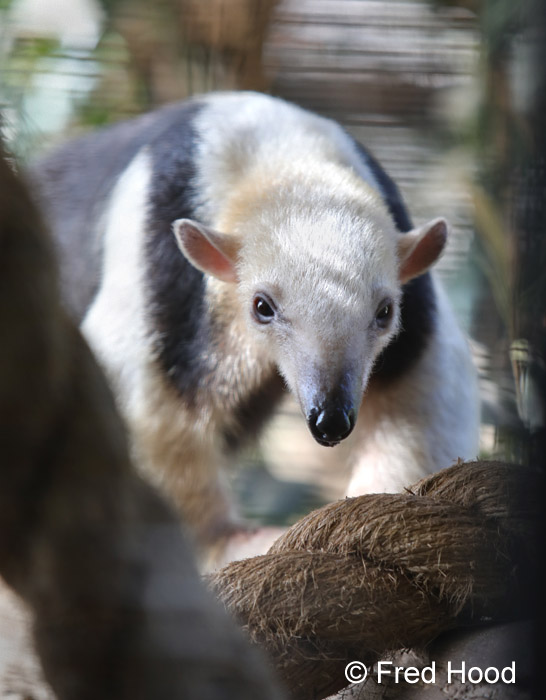 Guyana tamandua (childrens zoo)