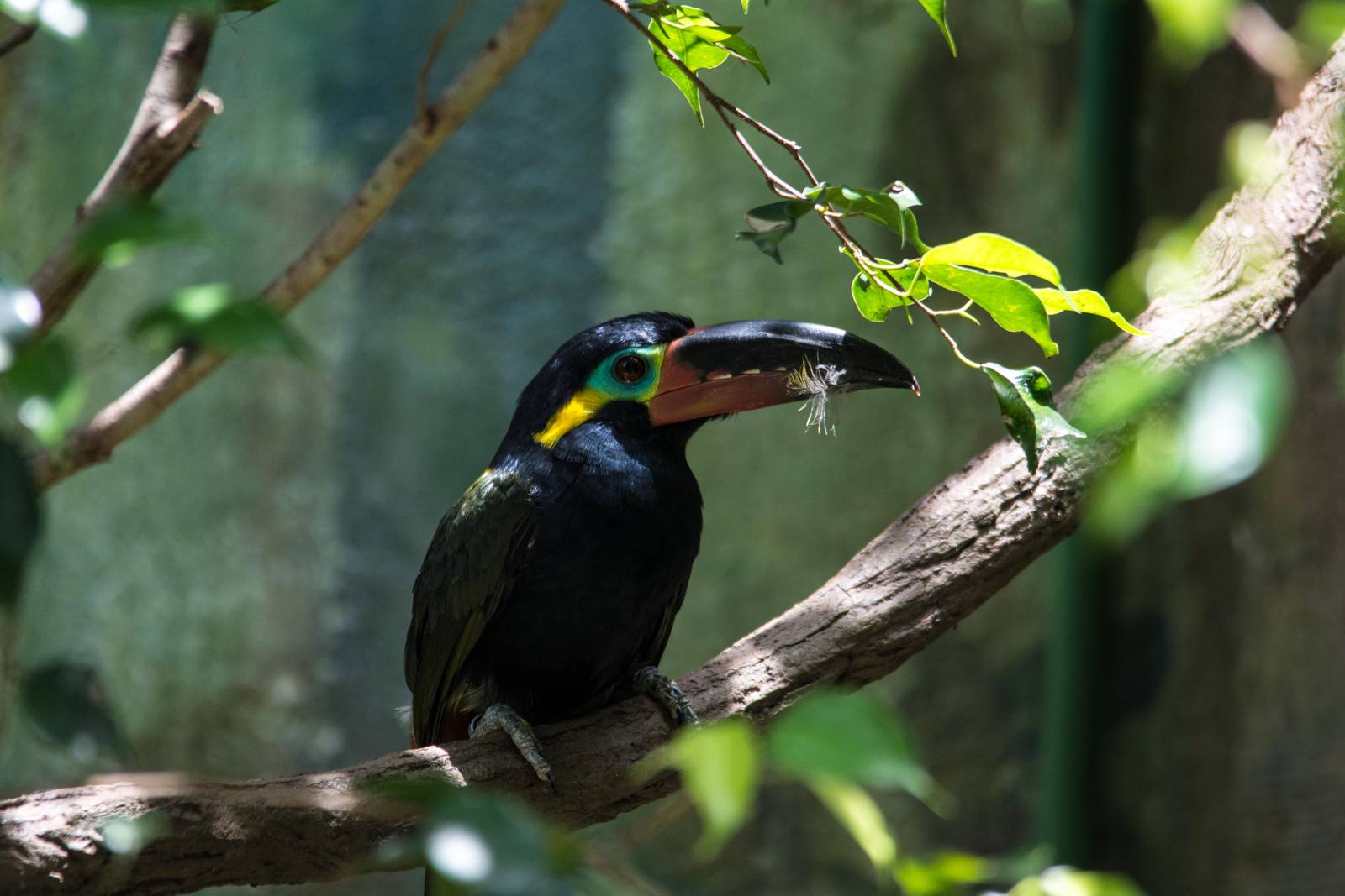 Guyana Toucanet - Selenidera piperivora