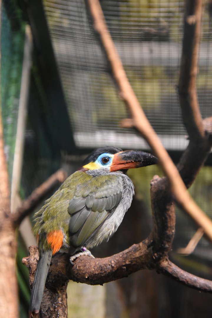 Guyana toucanet (Selenidera piperivora)