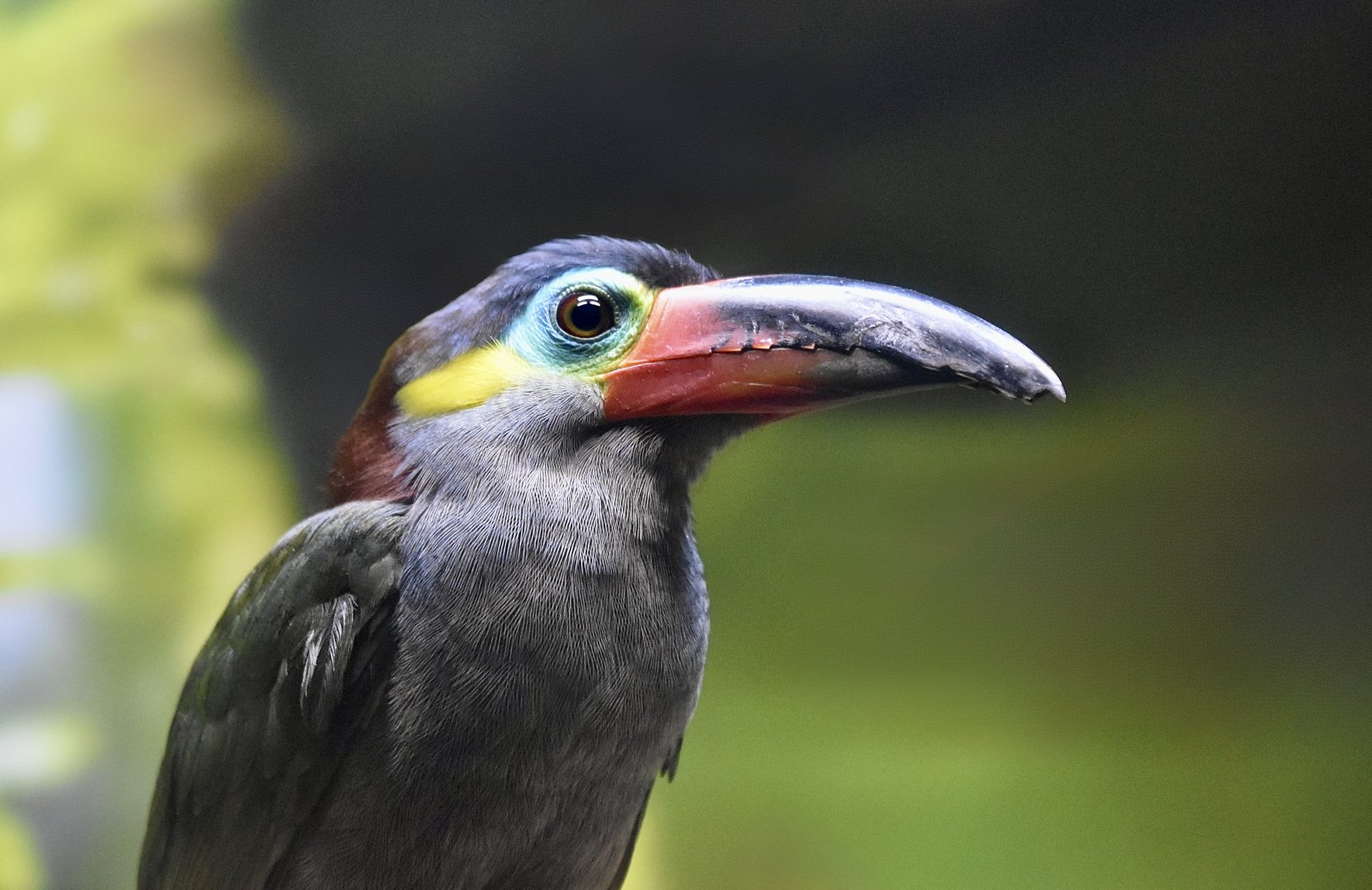 Guyana Toucanet (Selenidera piperivora)