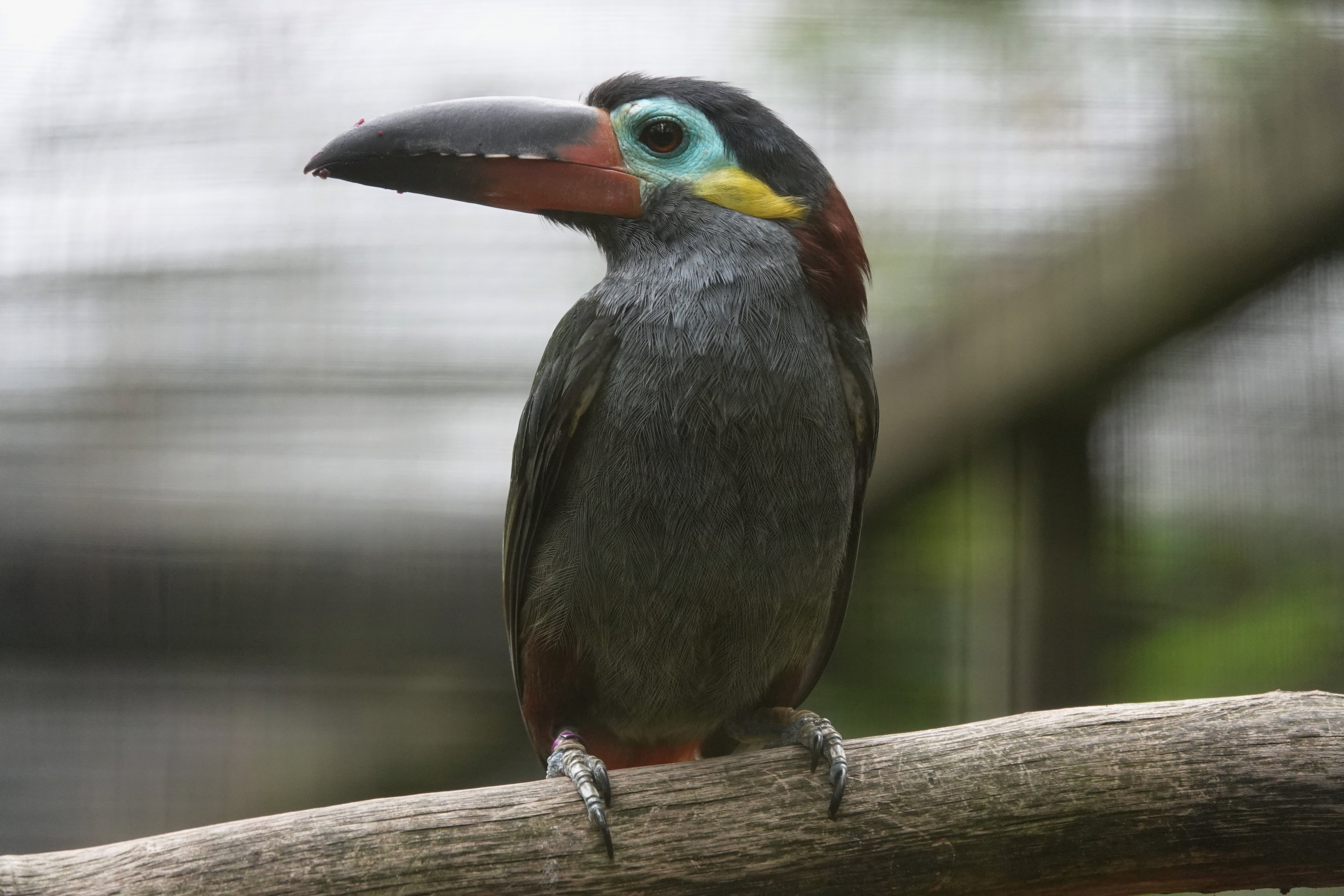 Guyana toucanet