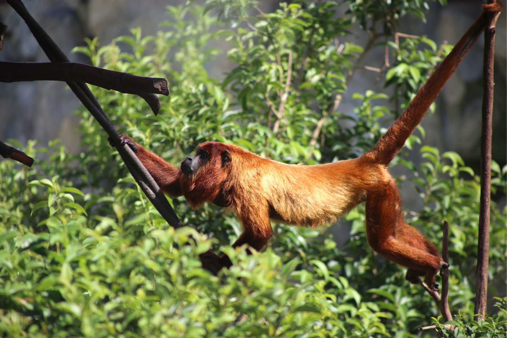 Guyanan Red Howler (Alouatta macconnelli)
