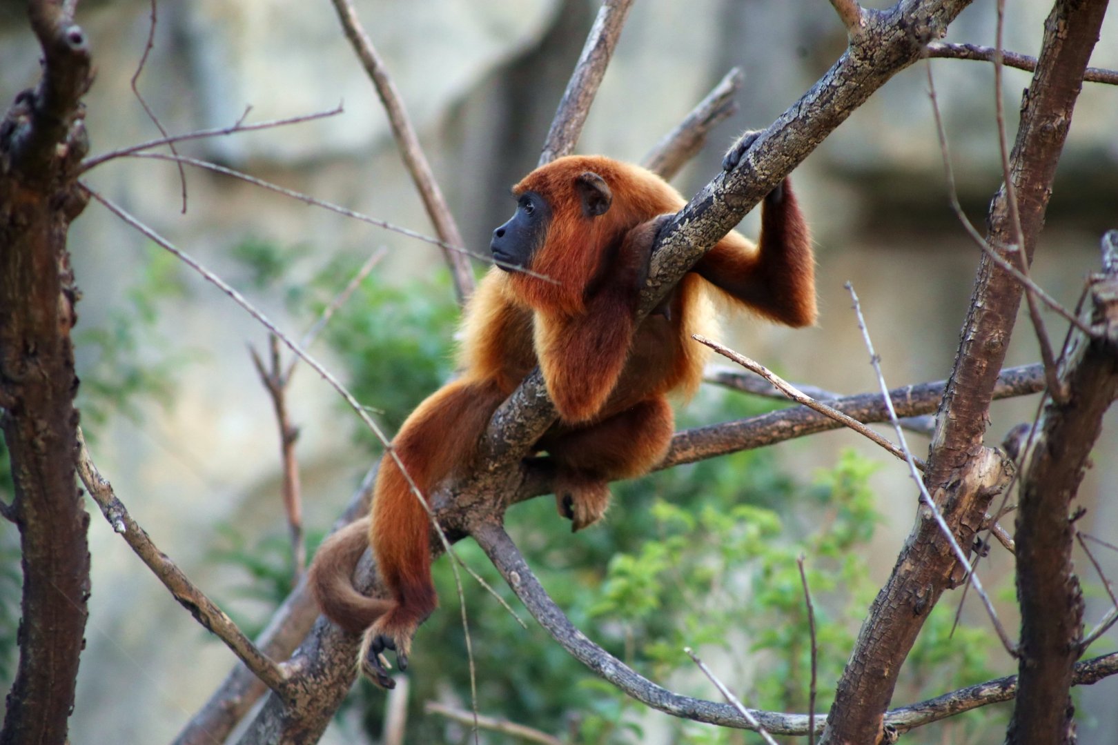 Guyanan Red Howler (Alouatta macconnelli)