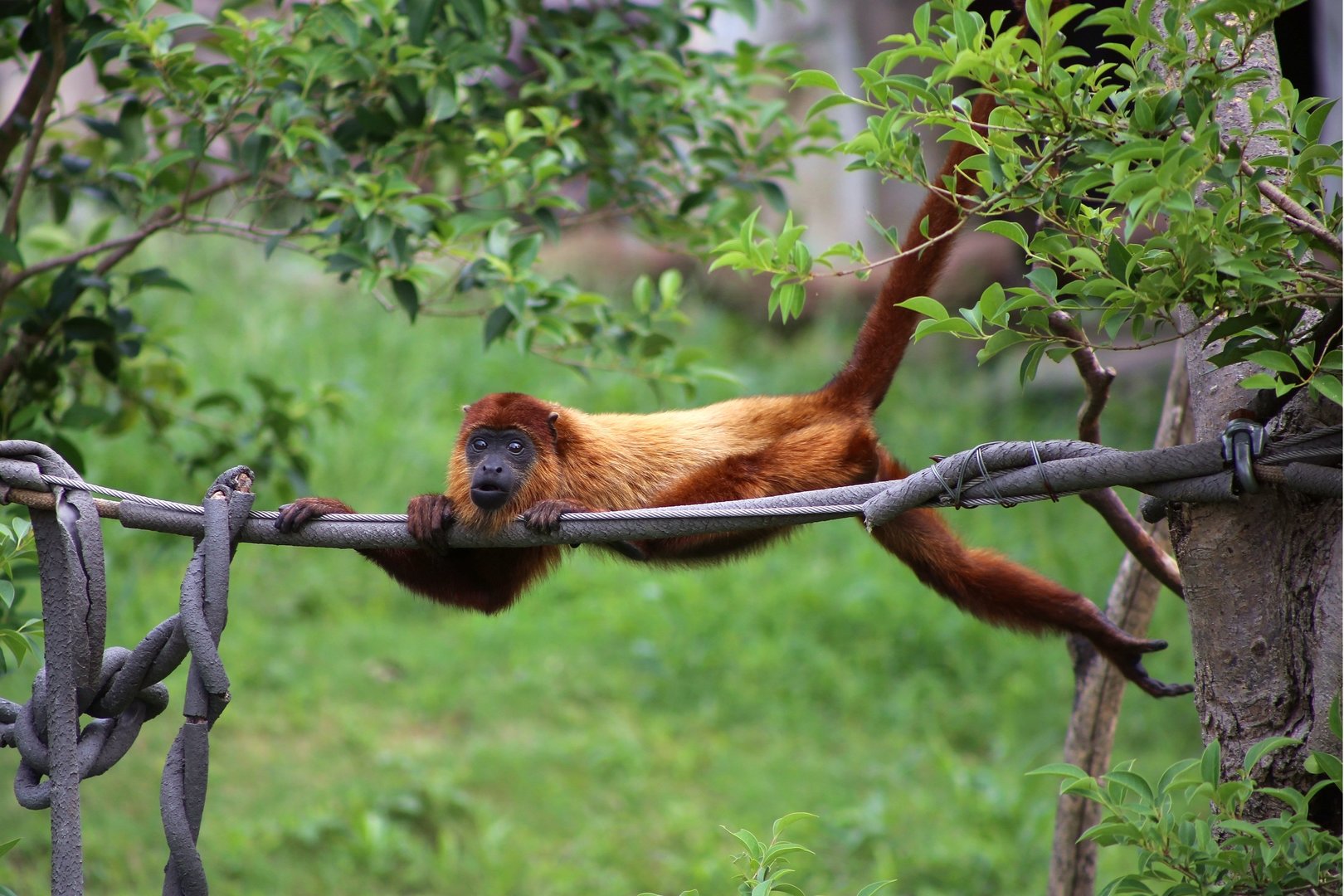 Guyanan Red Howler (Alouatta macconnelli)