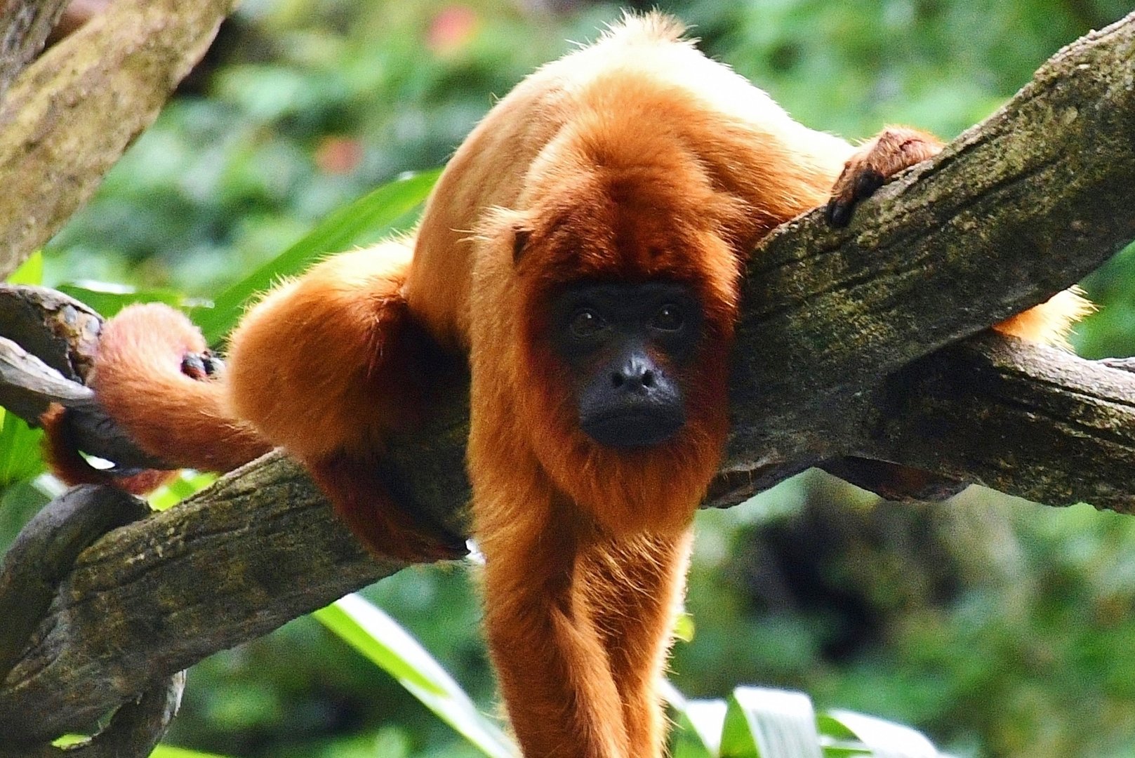 Guyanan Red Howler (Alouatta macconnelli)
