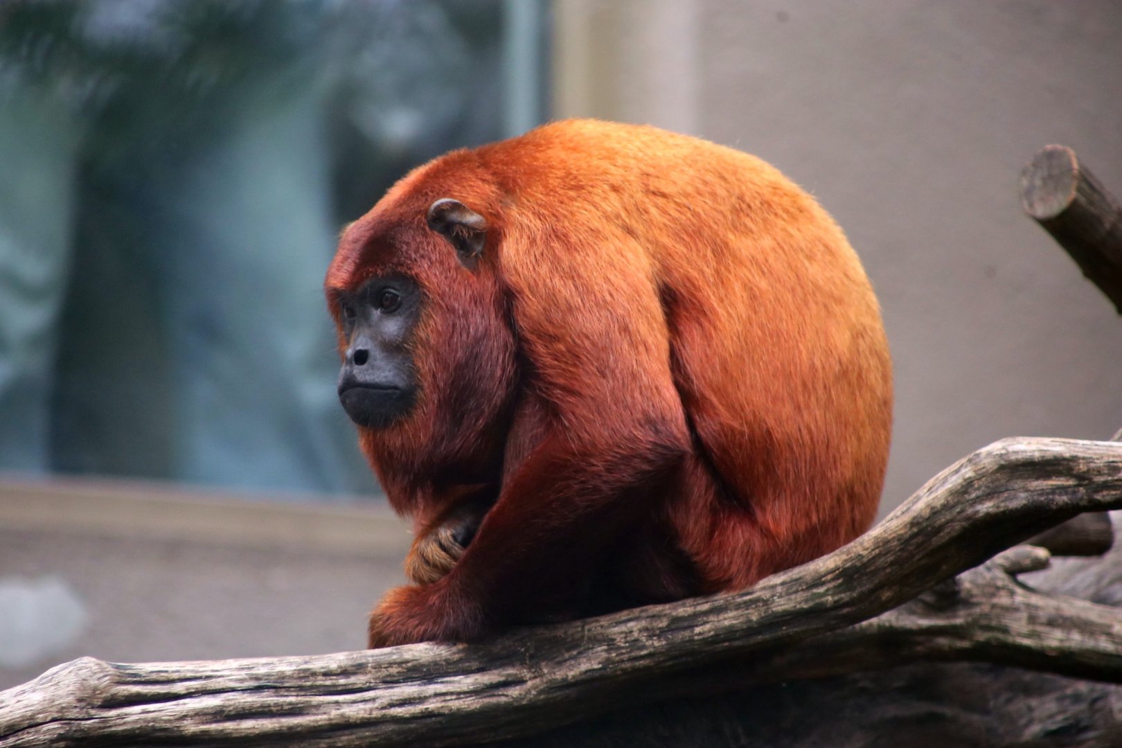 Guyanan Red Howler (Alouatta macconnelli)