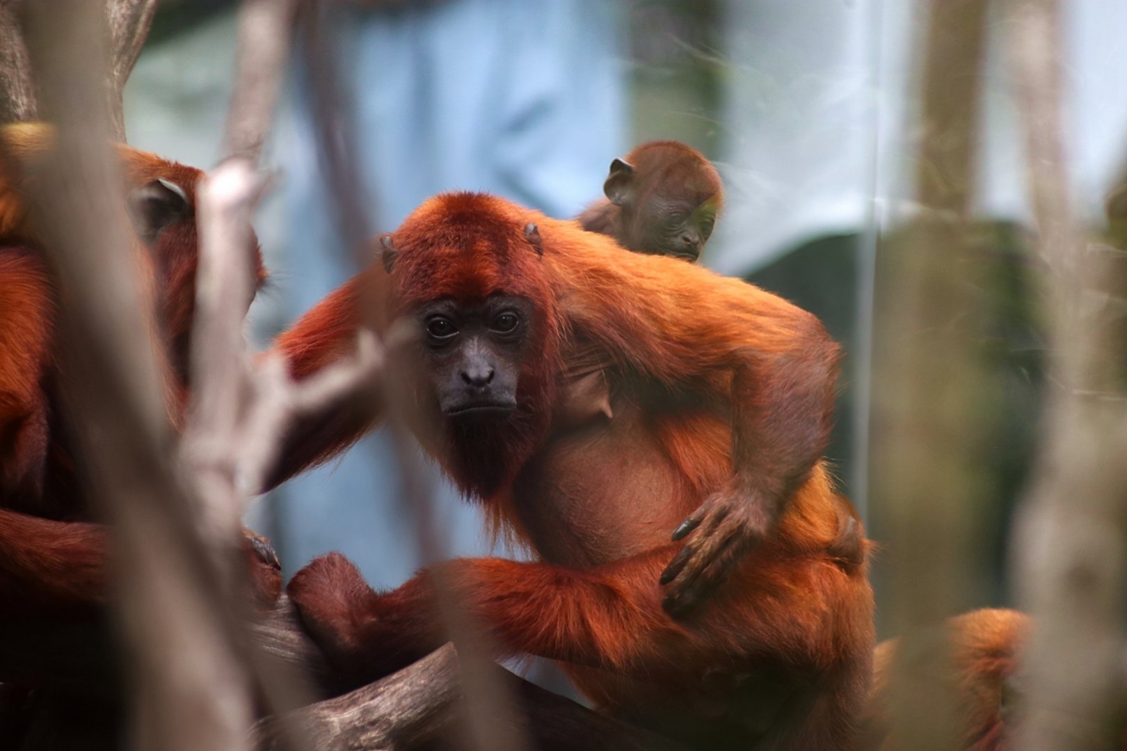 Guyanan Red Howler, Mom and Baby