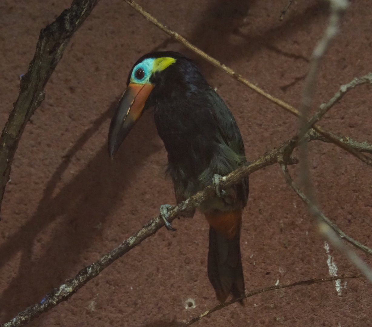 Guyanan toucanet (Selenidera piperivora), Aug 28th, 2018
