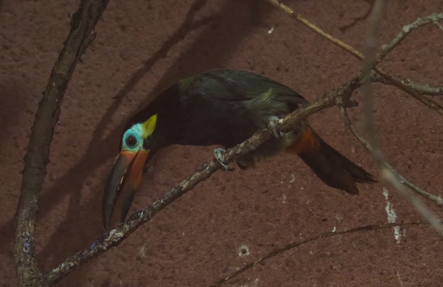 Guyanan toucanet (Selenidera piperivora), Aug 28th, 2018