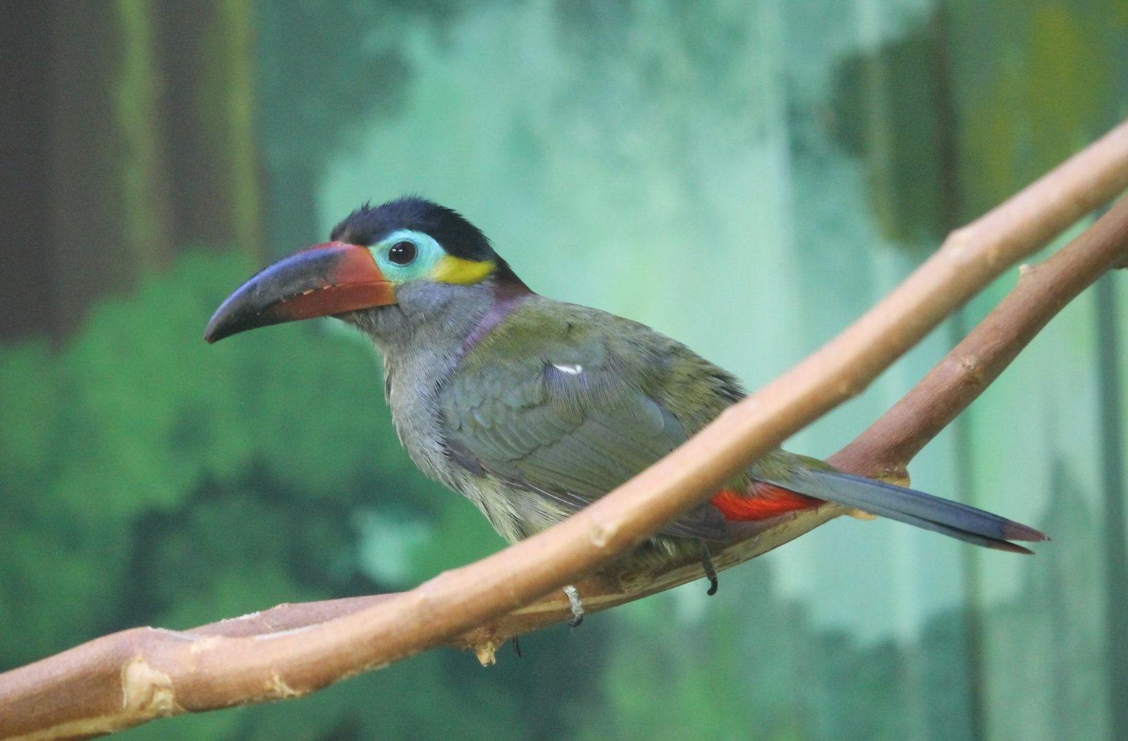 Guyanan Toucanet (Selenidera piperivora)