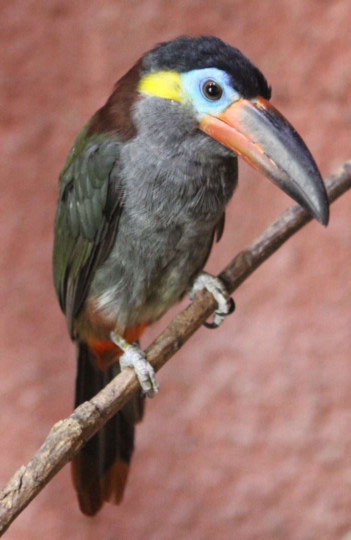 Guyanan toucanet