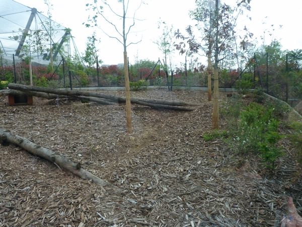 Guyane; Bushdog enclosure