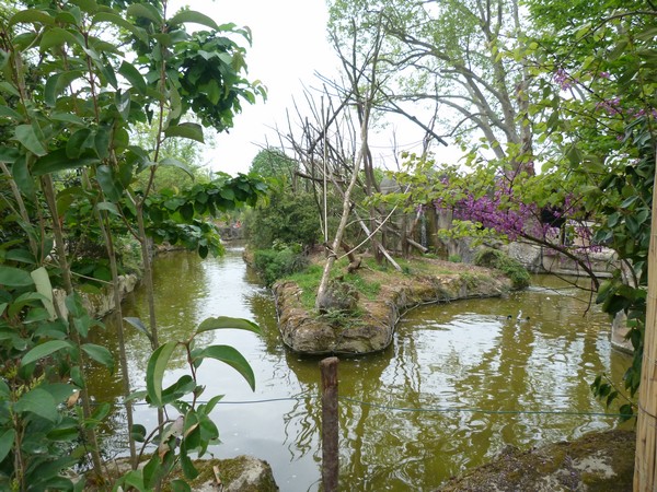 Guyane; capuchin monkey island