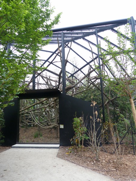 Guyane; Woolly Monkeys