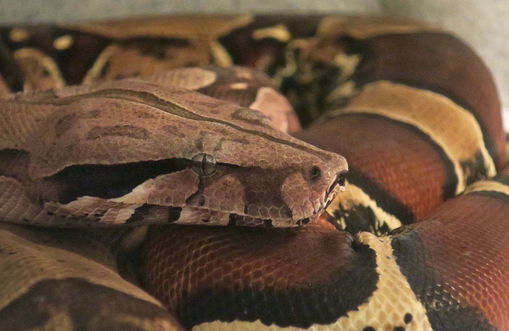 Guyanese Red-Tailed Boa (Boa constrictor constrictor)