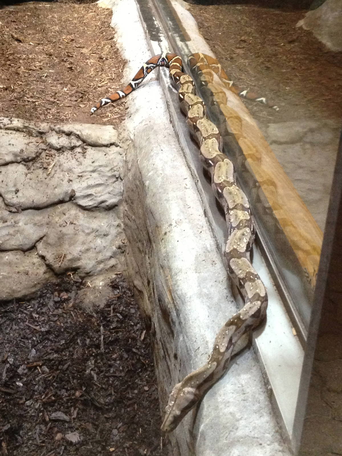 Guyanese Red-Tailed Boa