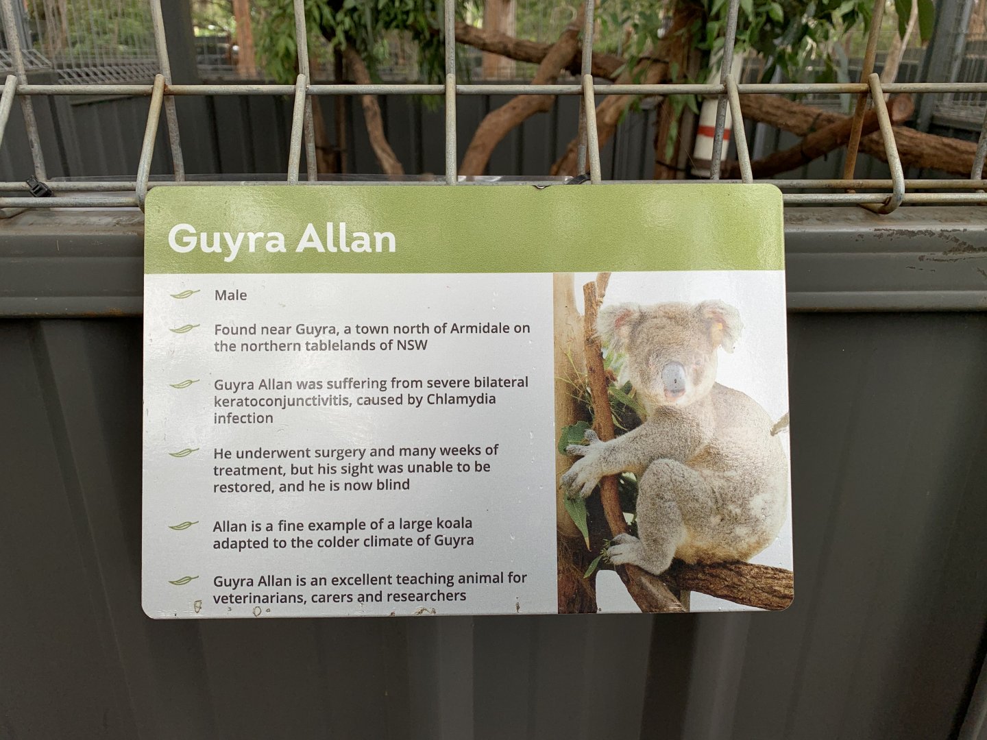 Guyra Allan sign