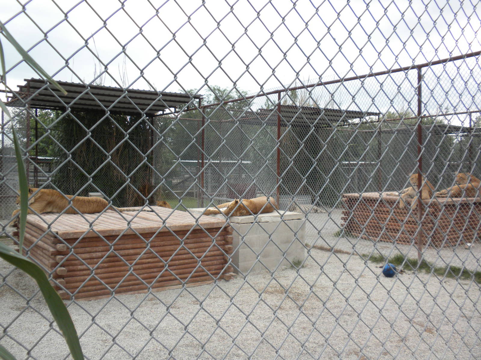 GW Exotic Animal Memorial Park - 5 Ligers in 1 photo