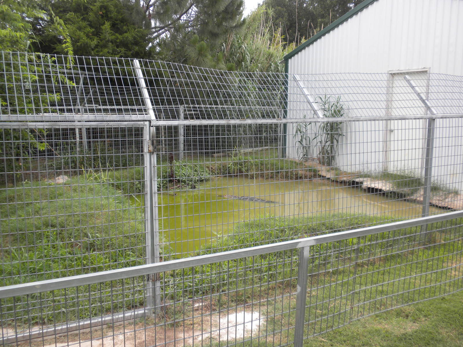 GW Exotic Animal Memorial Park - Alligator