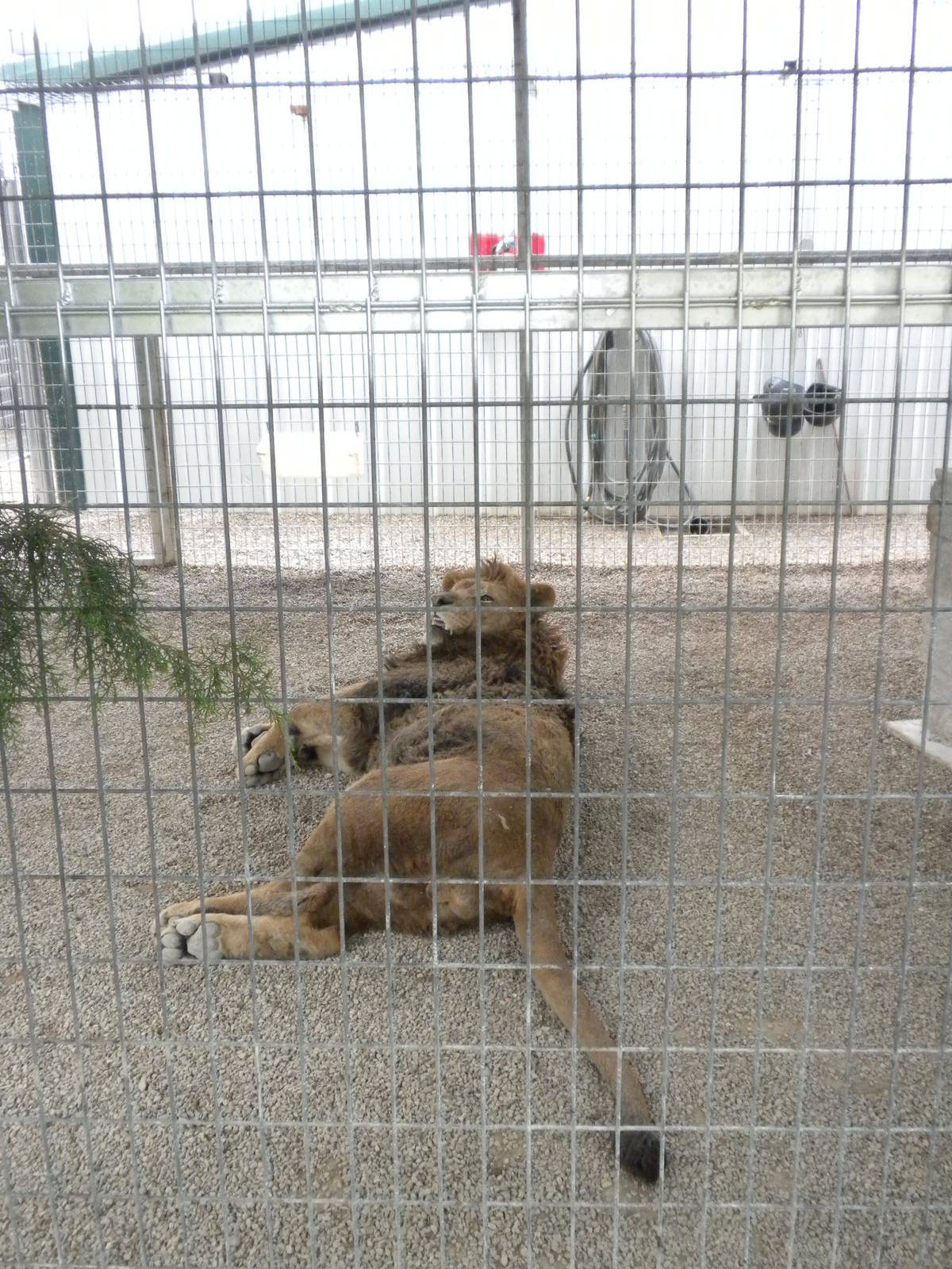 GW Exotic Animal Memorial Park - "Barbary" Lion