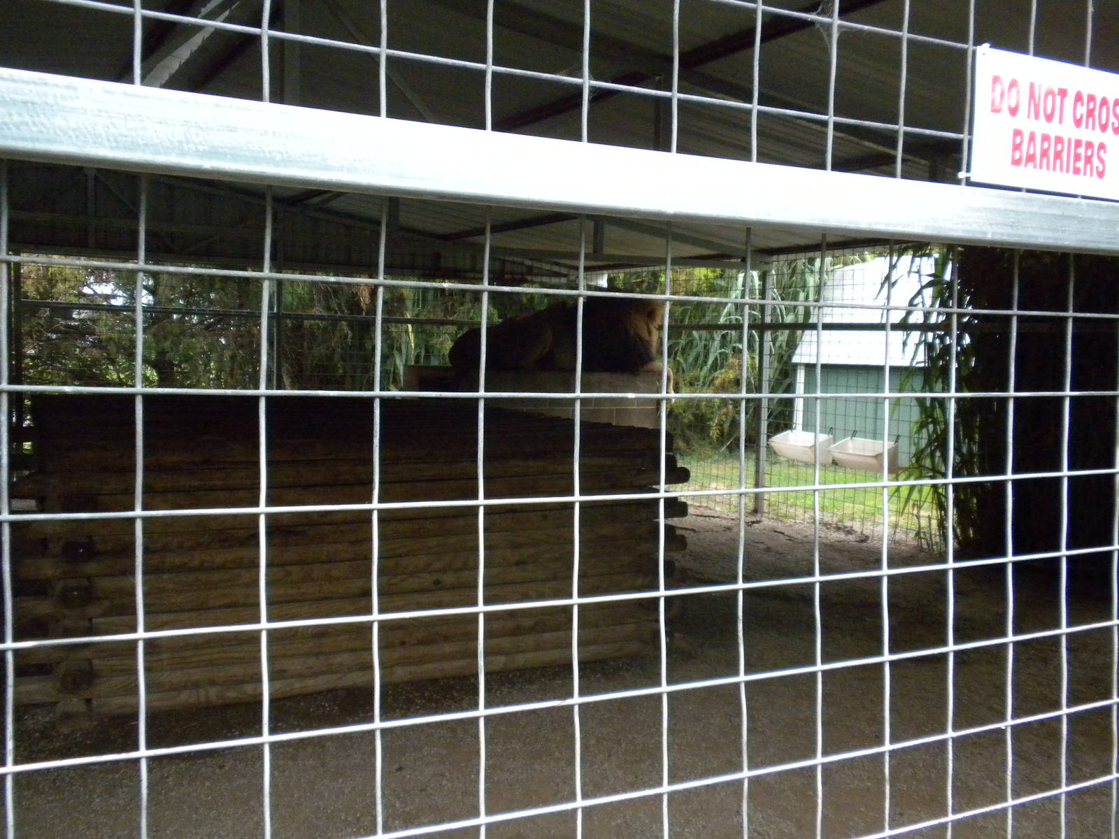 GW Exotic Animal Memorial Park - "Barbary" Lion