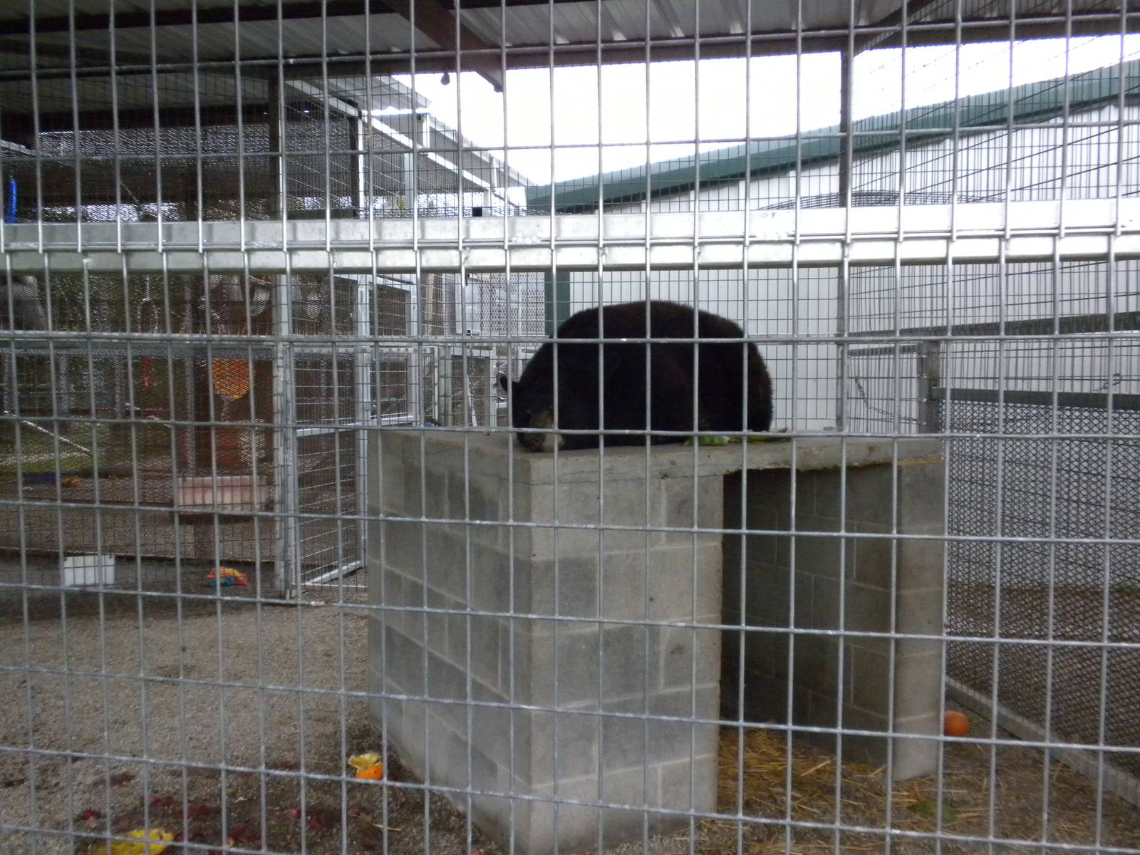 GW Exotic Animal Memorial Park - Black Bear