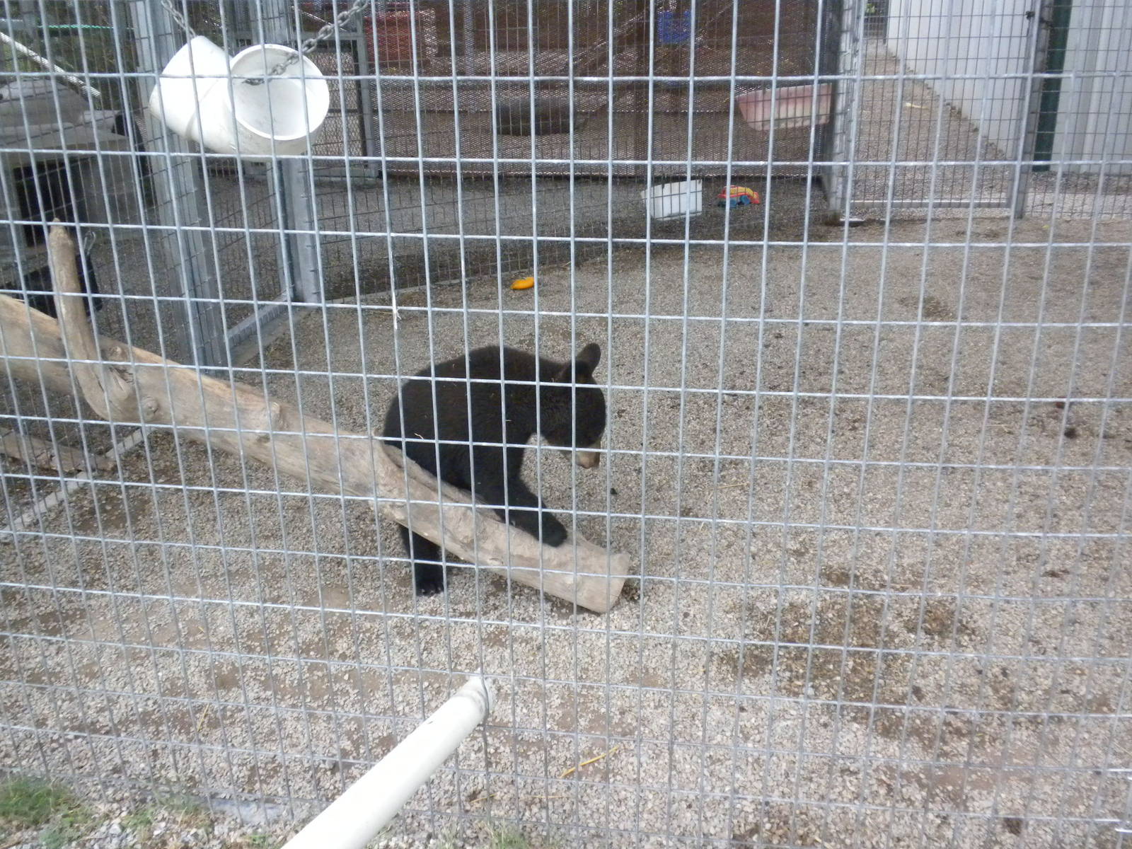 GW Exotic Animal Memorial Park - Black bear