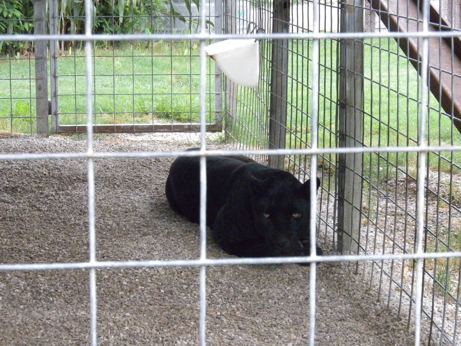 GW Exotic Animal Memorial Park - Black Jaguar