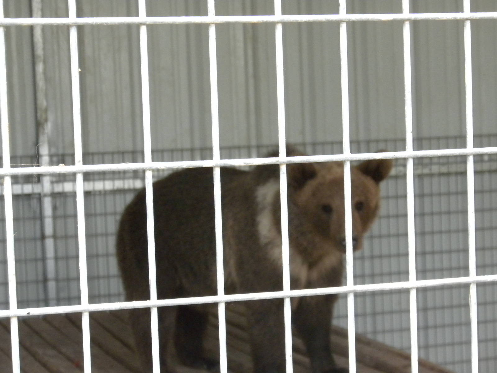 GW Exotic Animal Memorial Park - Brown Bear, but what subspecies