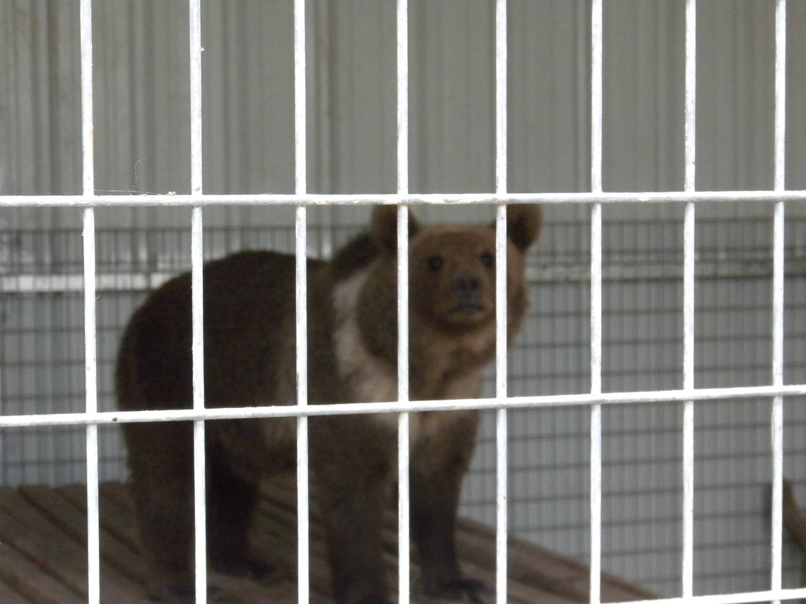 GW Exotic Animal Memorial Park - Brown Bear, but what subspecies