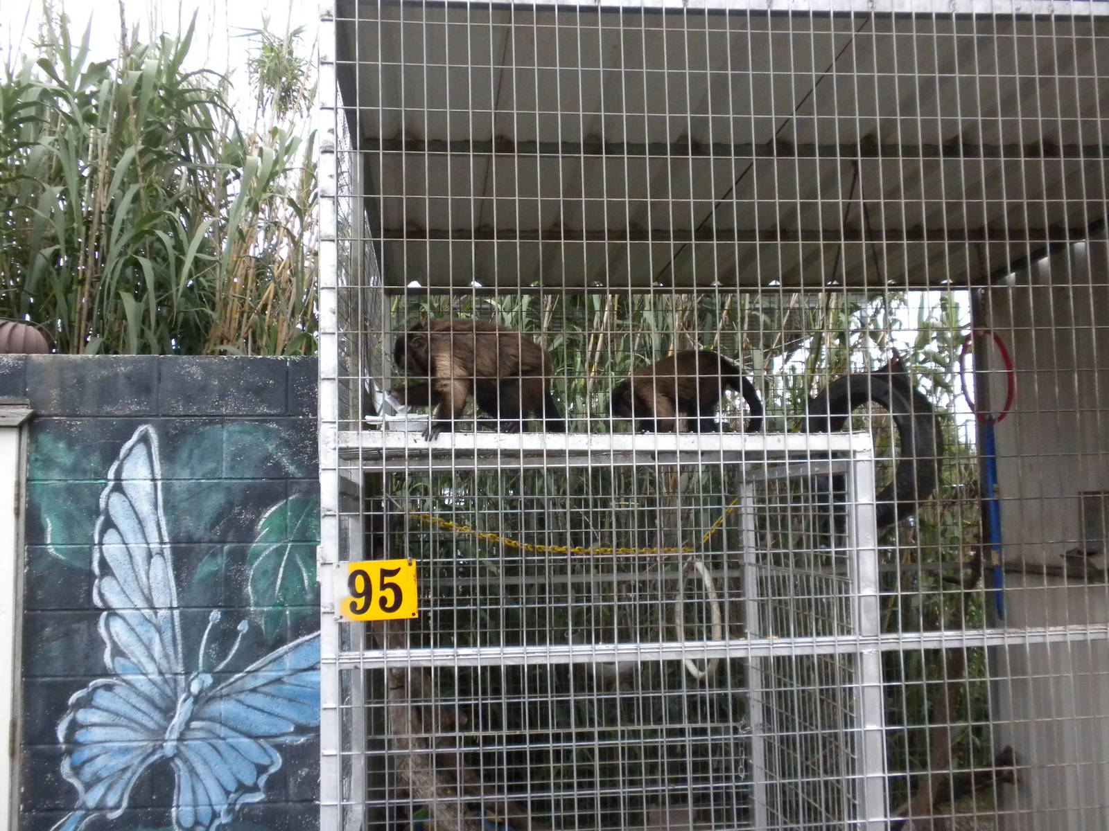 GW Exotic Animal Memorial Park - Capuchin Monkeys