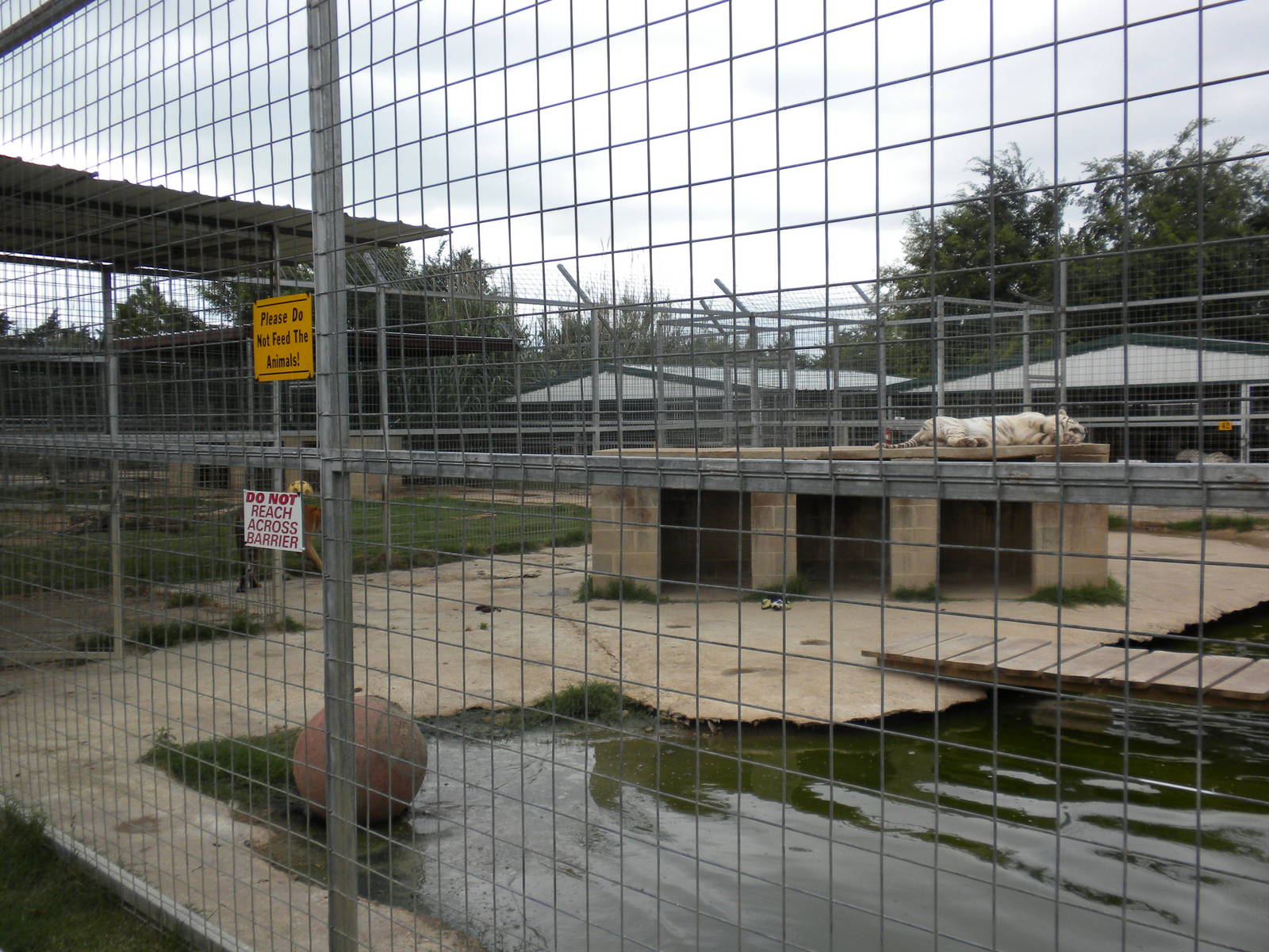 GW Exotic Animal Memorial Park - Generic Tigers