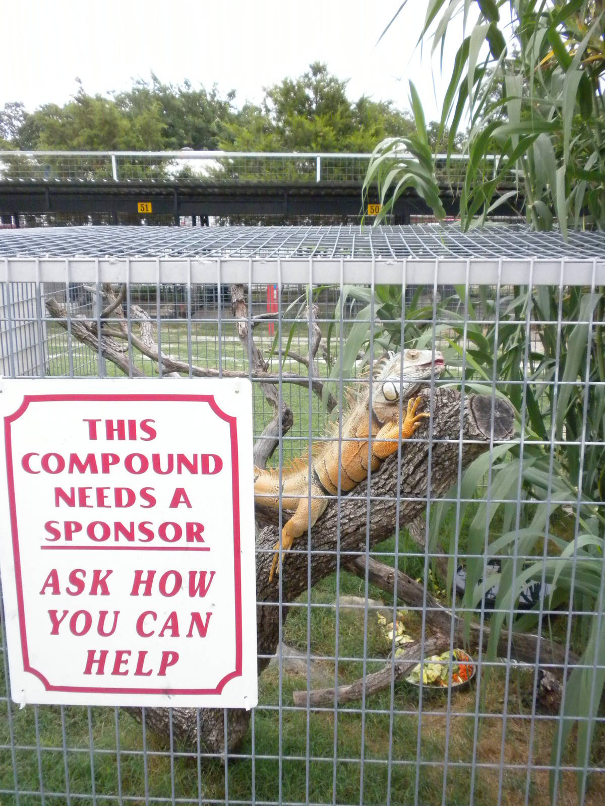 GW Exotic Animal Memorial Park - Green Iguana