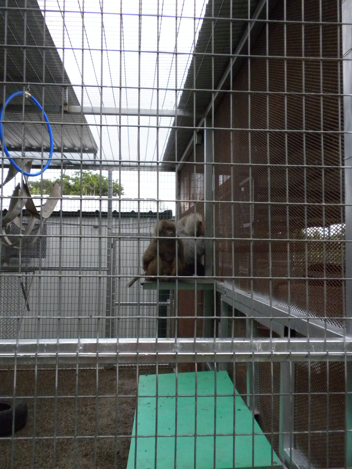 GW Exotic Animal Memorial Park - Hamadryas Baboon