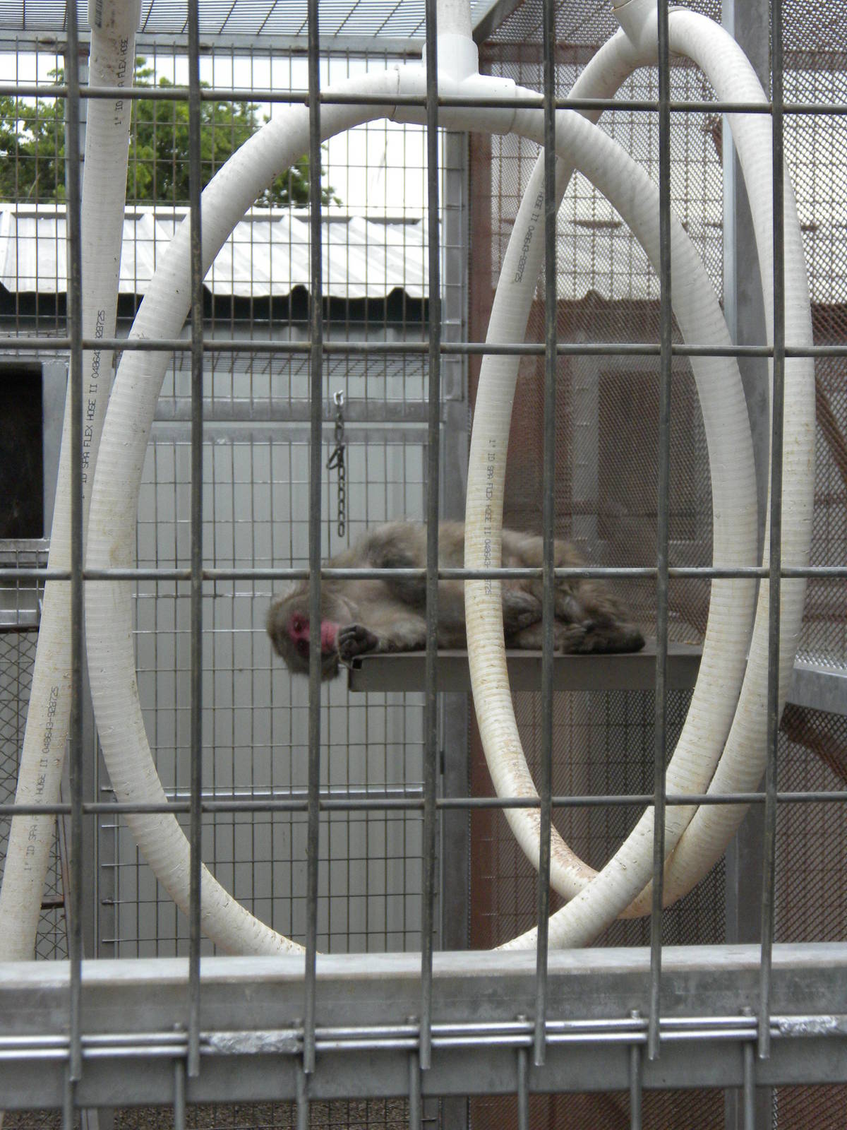 GW Exotic Animal Memorial Park - Japanese Macaque