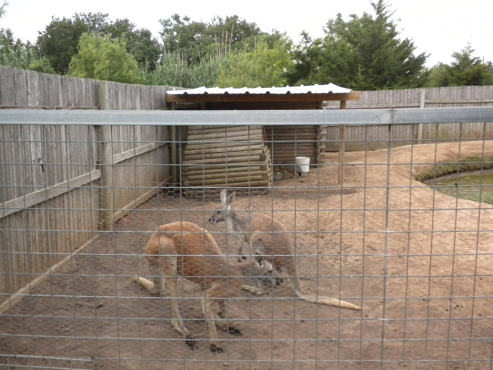 GW Exotic Animal Memorial Park - Kangaroos