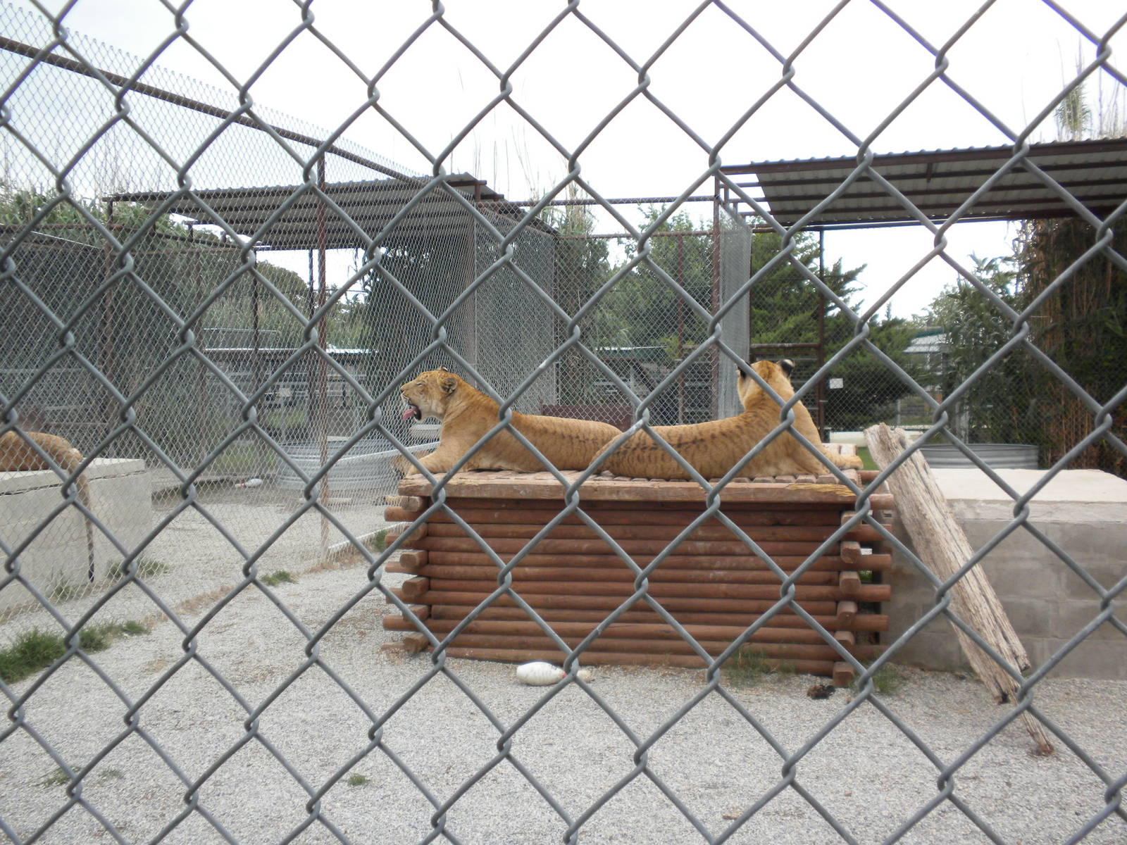 GW Exotic Animal Memorial Park - Liger