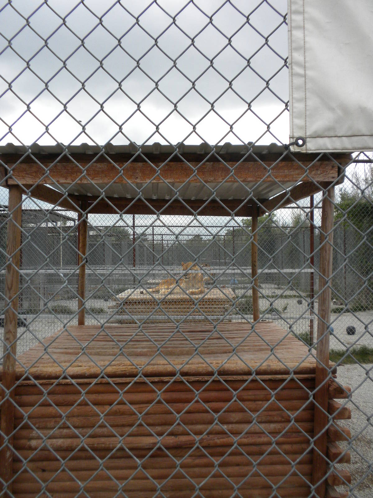 GW Exotic Animal Memorial Park - Ligers