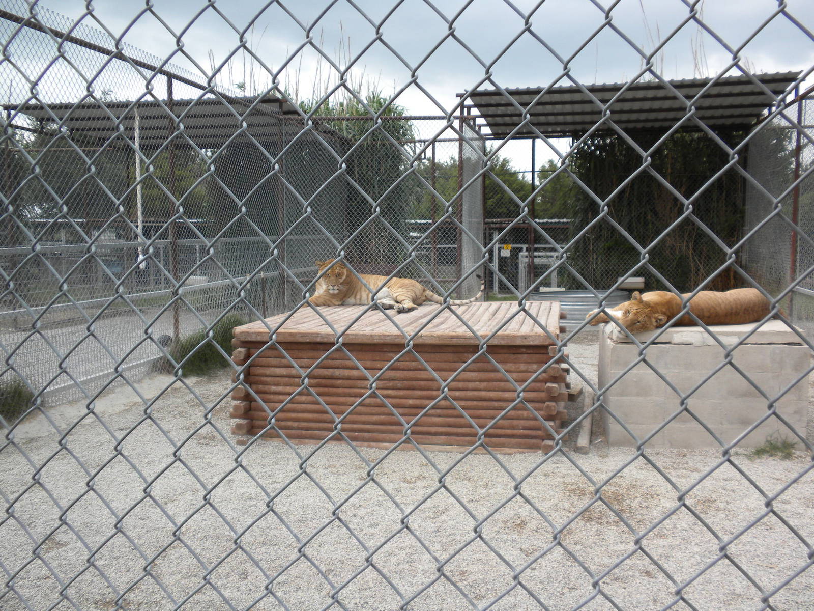 GW Exotic Animal Memorial Park - Ligers