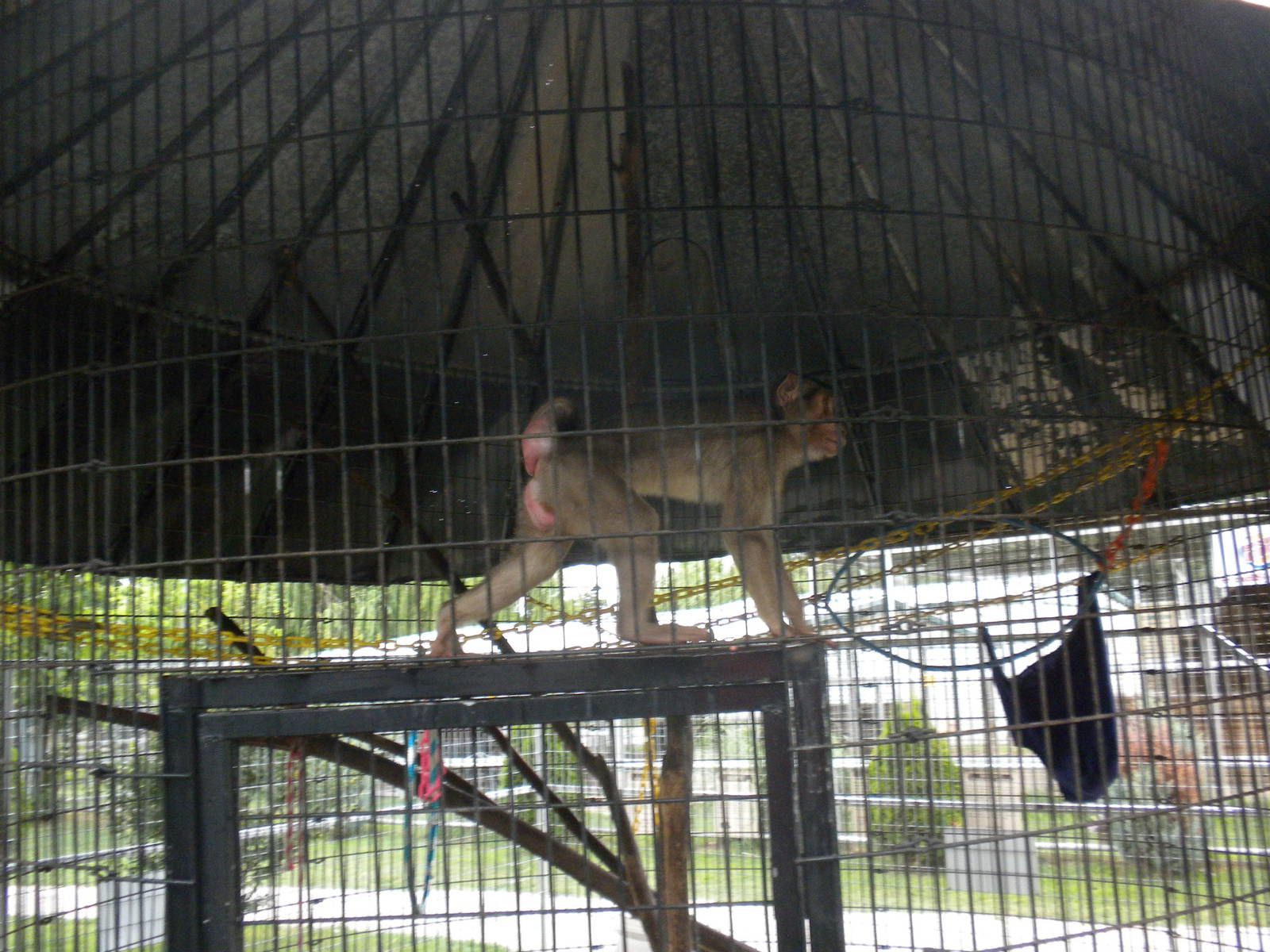 GW Exotic Animal Memorial Park - Macaque