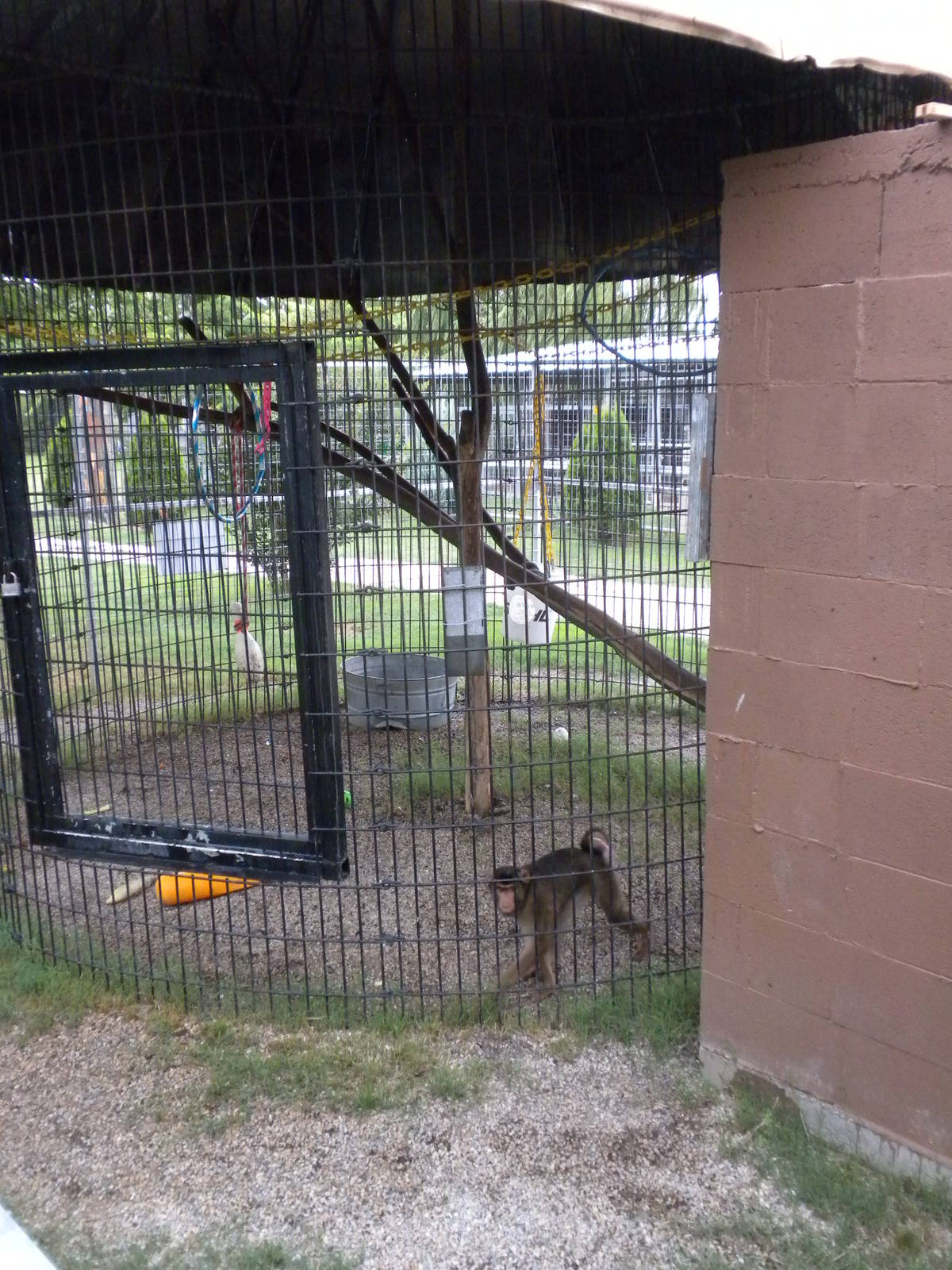 GW Exotic Animal Memorial Park - Macaque