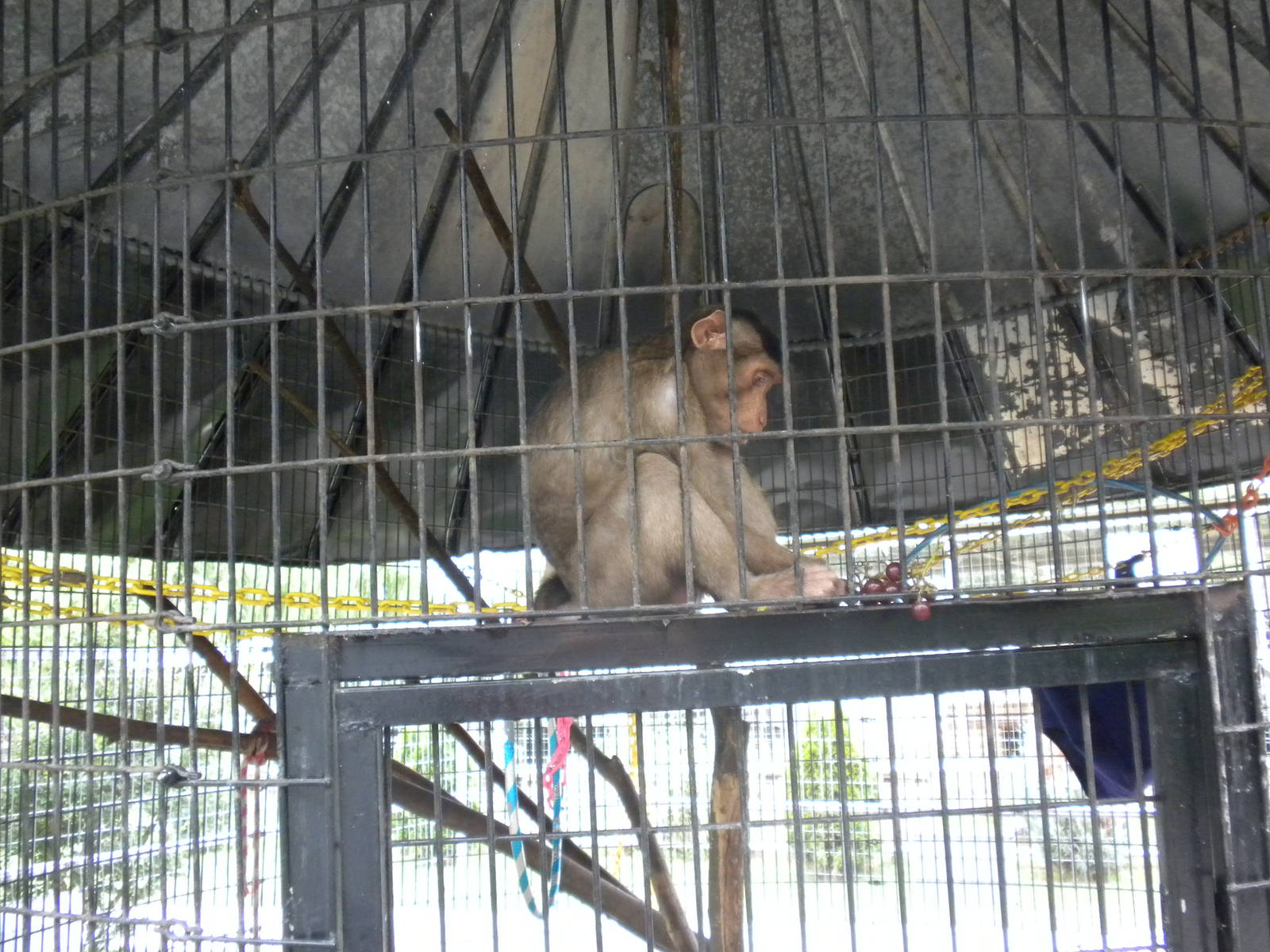 GW Exotic Animal Memorial Park - Macaque