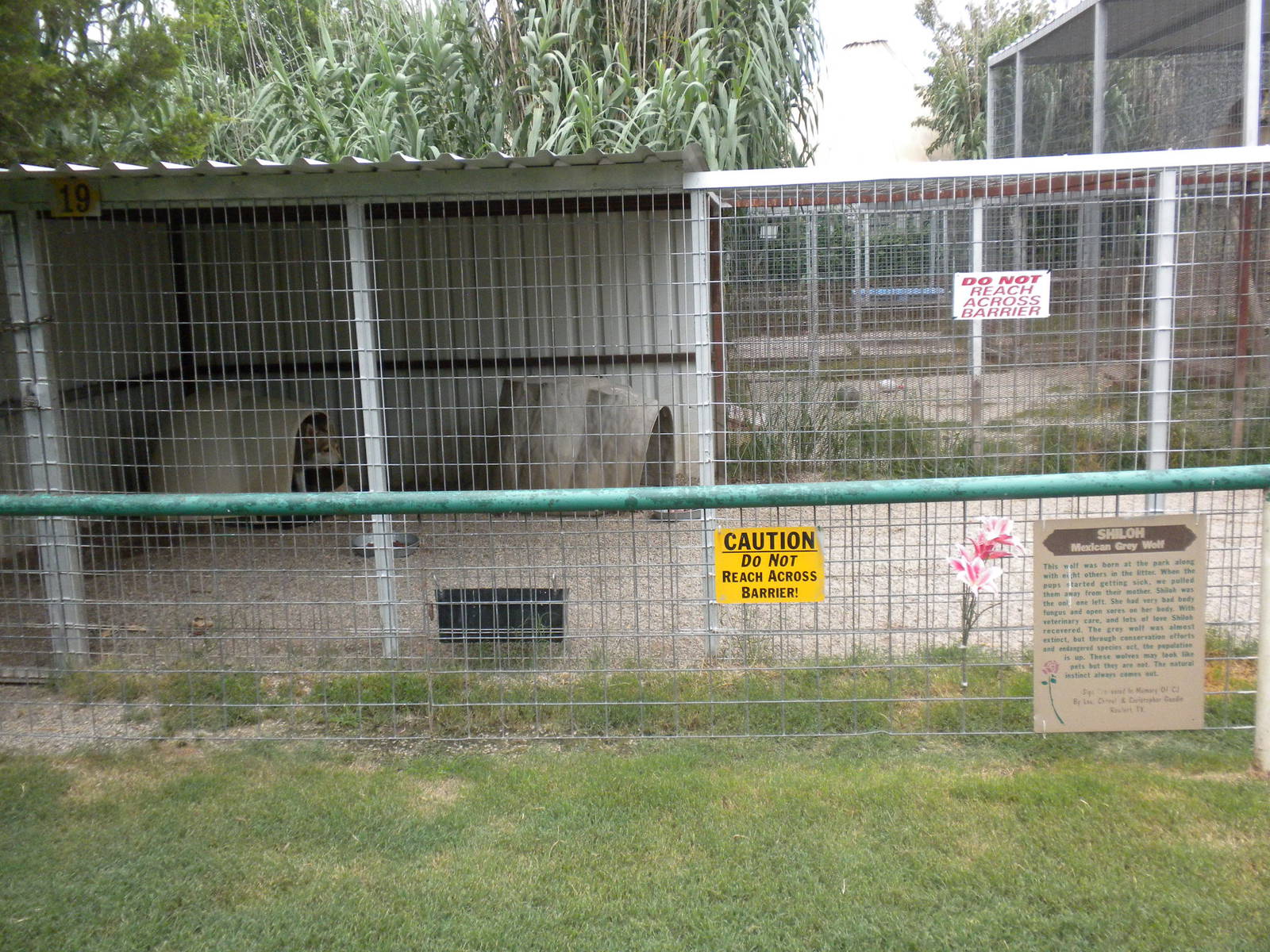 GW Exotic Animal Memorial Park - Mexican Gray Wolf