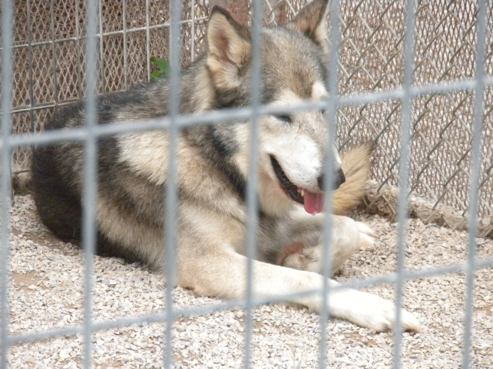 GW Exotic Animal Memorial Park - Mexican Gray Wolf