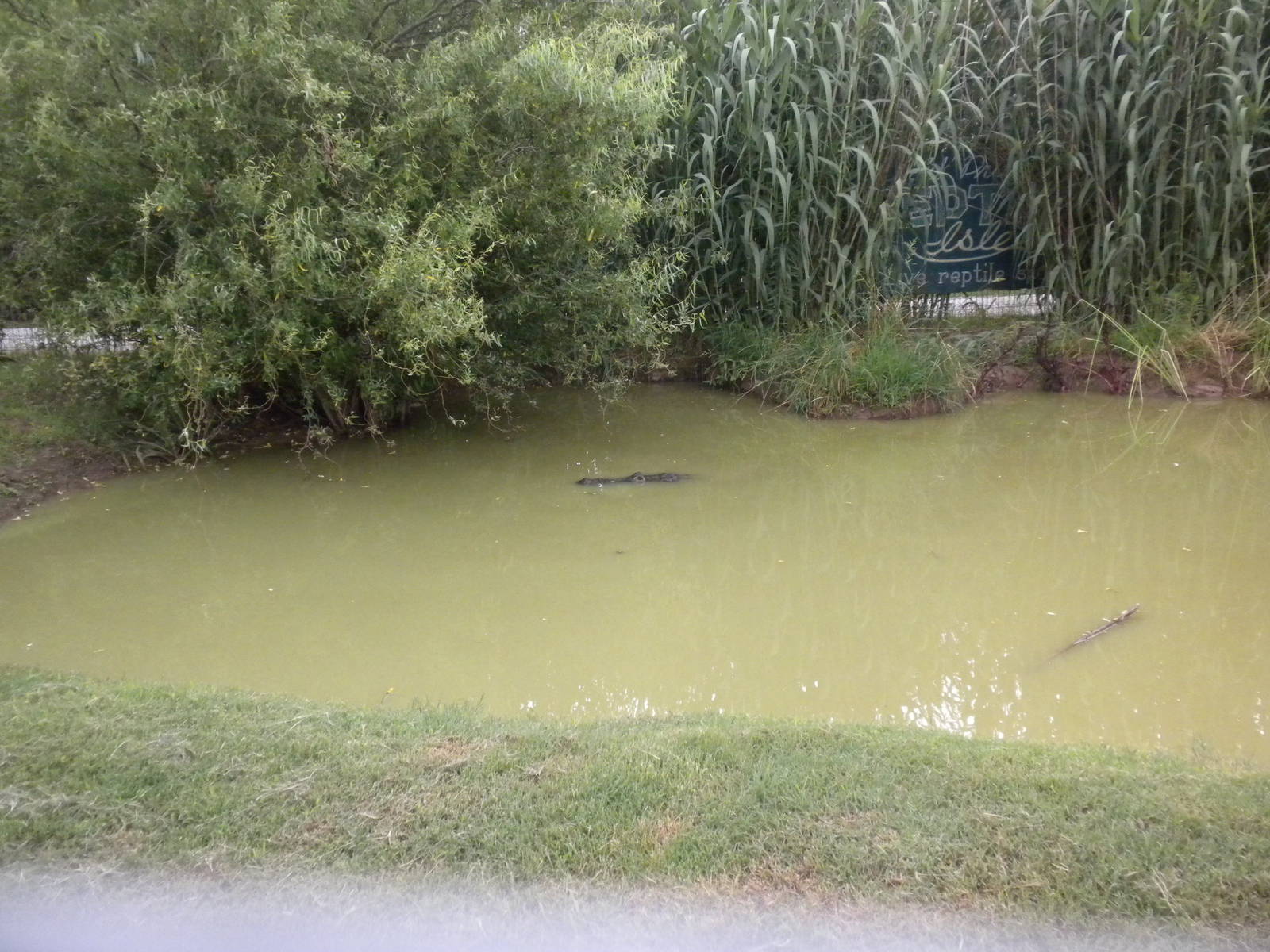 GW Exotic Animal Memorial Park - Michael Jackson's Alligator