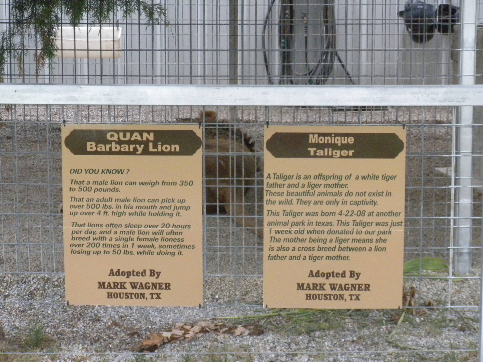 GW Exotic Animal Memorial Park - Mised species "Barbary" Lion and